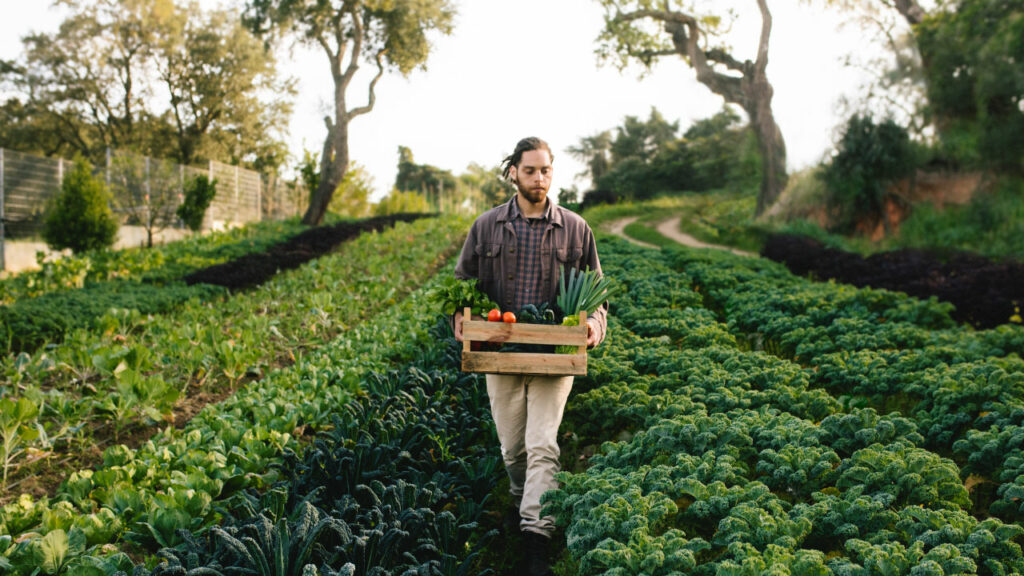 man carrying harvest basket on a farm